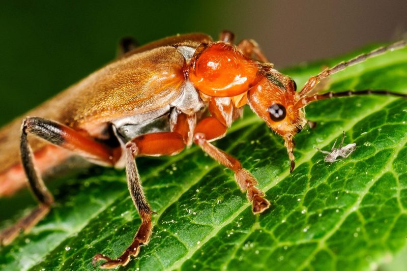 La Photo Macro Apprendre La Macrophotographie Tuto Photos