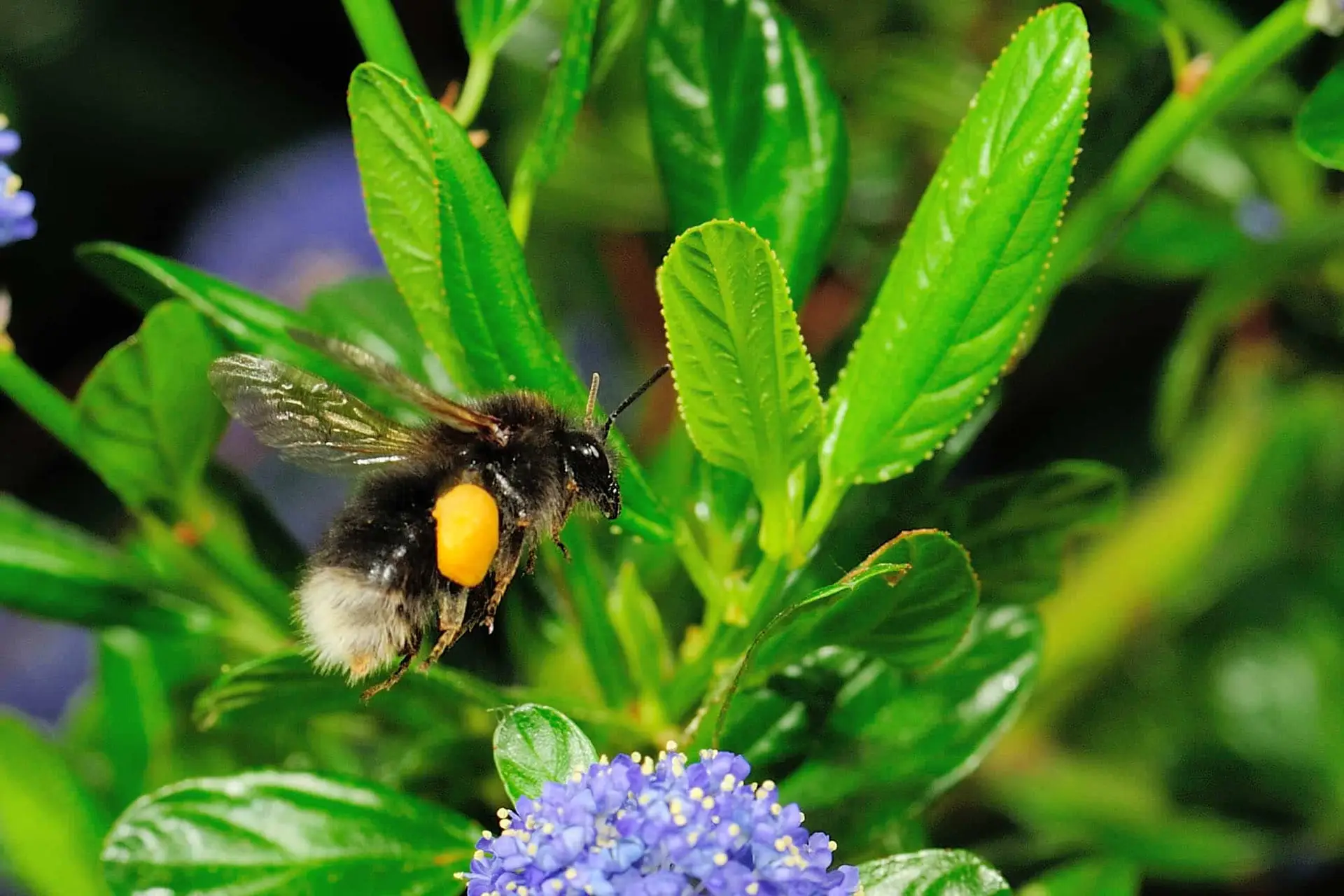 Comment photographier des insectes en plein vol , régler la sensibilité ISO