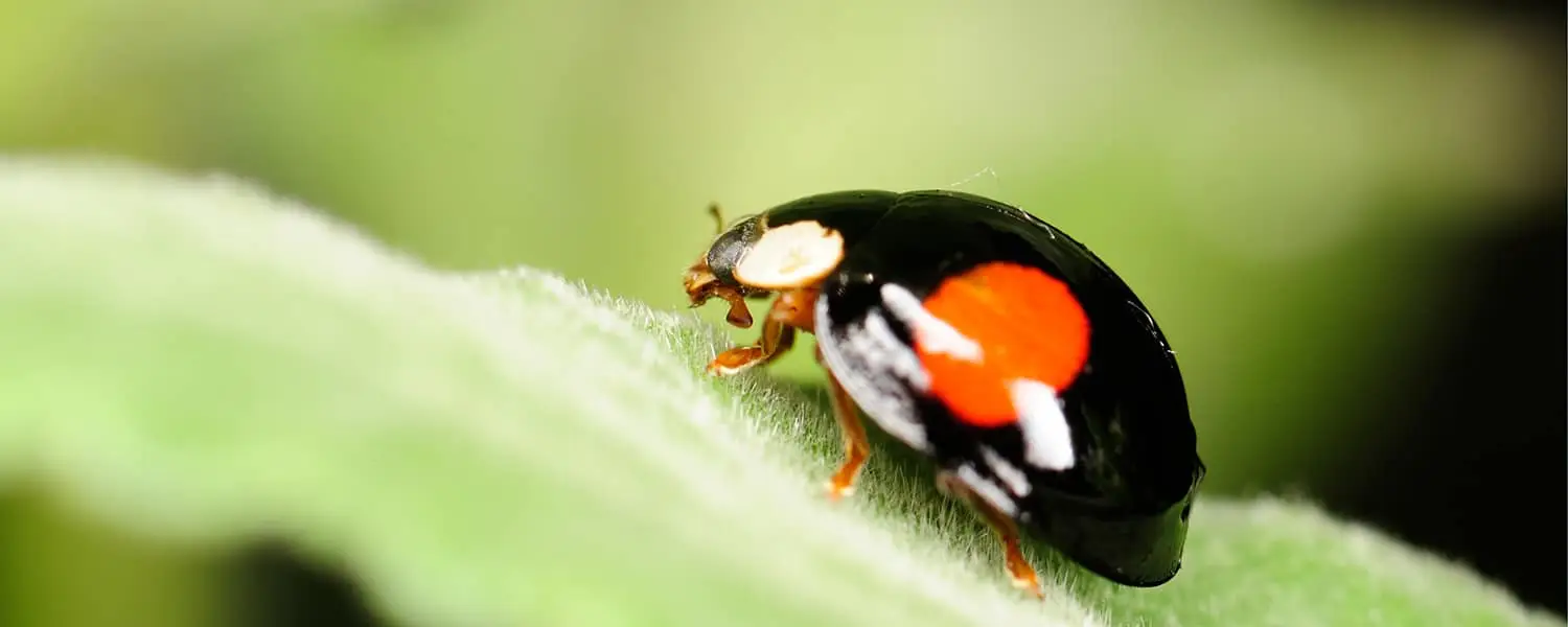 Coccinelle