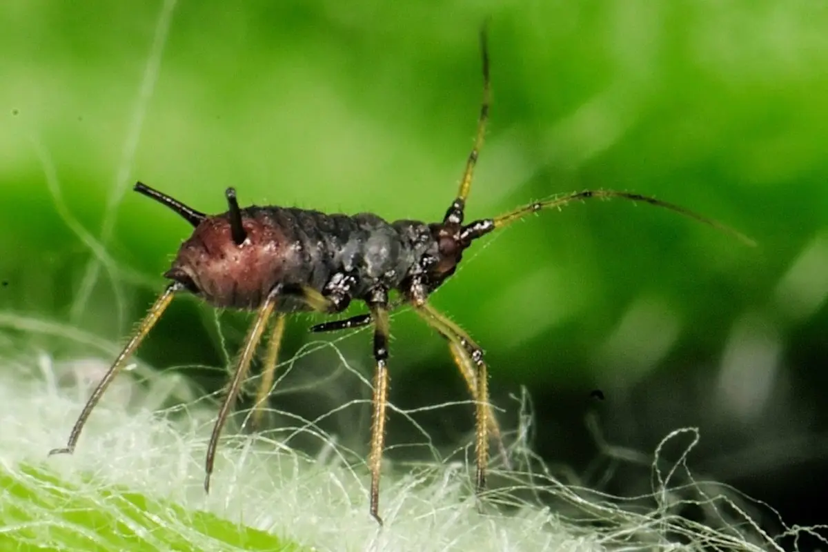 insecte rapproché photo